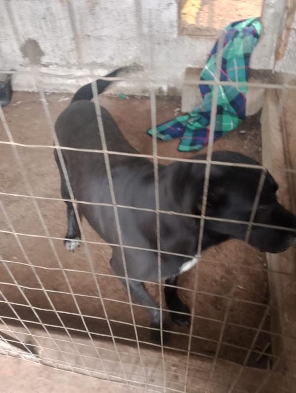 💔 Thor: Un gigante buono in cerca di amore 💔 Foto 7